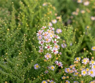 Aster vimineus 'Lovely'