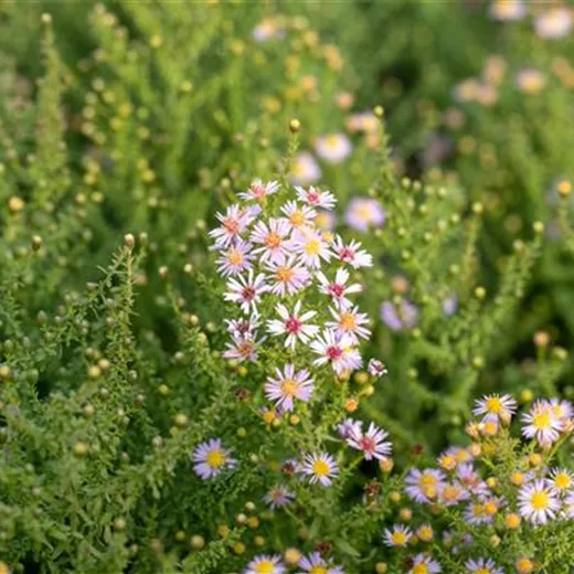 Aster vimineus 'Lovely'