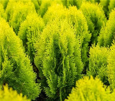 Chamaecyparis laws.'Ivonne'