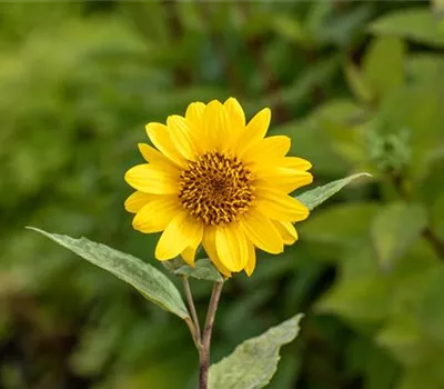 Helianthus decapetalus 'Capenoch Star'