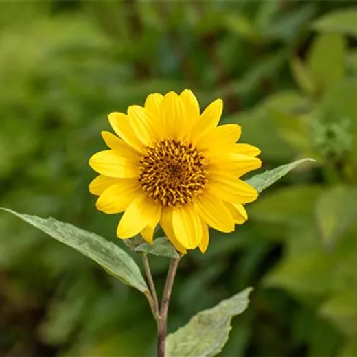 Helianthus decapetalus 'Capenoch Star'