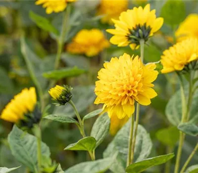 Helianthus decapetalus 'Soleil d'Or'