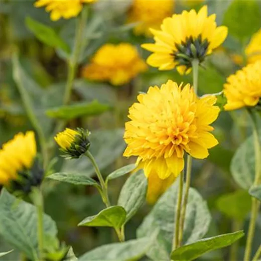 Helianthus decapetalus 'Soleil d'Or'