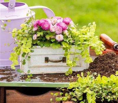 Lysimachia nummularia