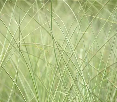Miscanthus sinensis 'Strictus'
