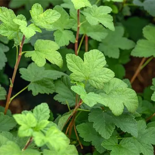 Ribes sanguineum 'King Edward VII'