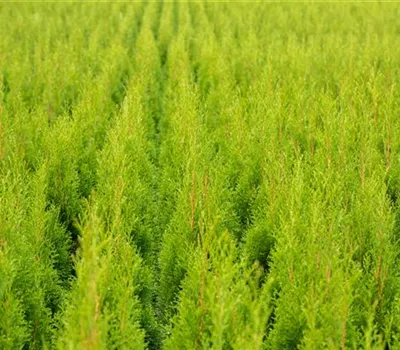 Thuja occidentalis 'Smaragd' Thuja occidentalis 'Smaragd'