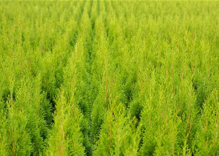 Thuja occidentalis 'Smaragd'