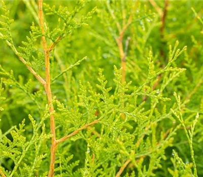 Thuja occidentalis 'Brabant' Thuja occidentalis 'Brabant'
