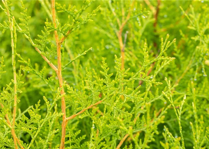 Thuja occidentalis 'Brabant'