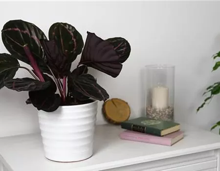 Korbmarante - Einpflanzen in ein Gefäß