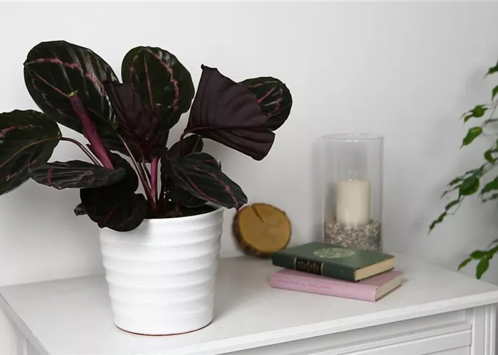 Korbmarante - Einpflanzen in ein Gefäß