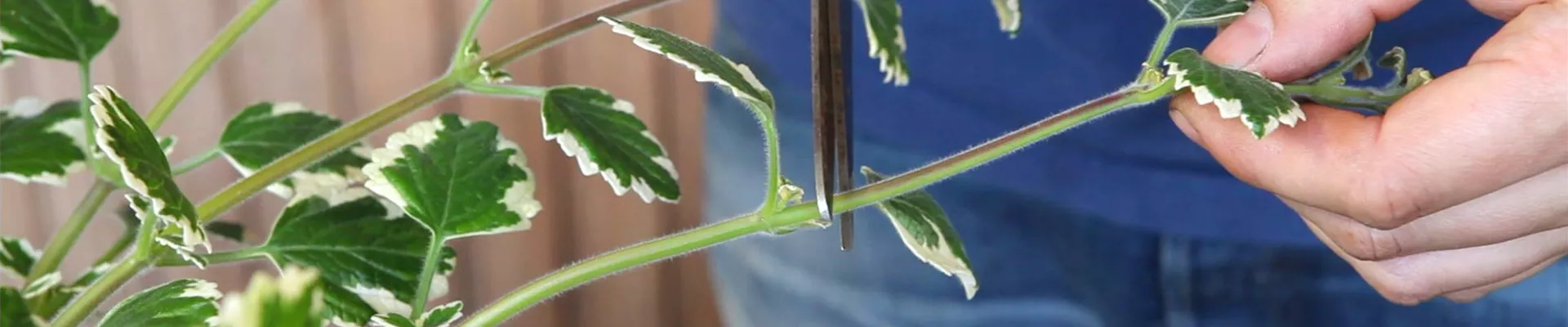 Weihrauch - Vermehren durch Stecklinge (thumbnail)