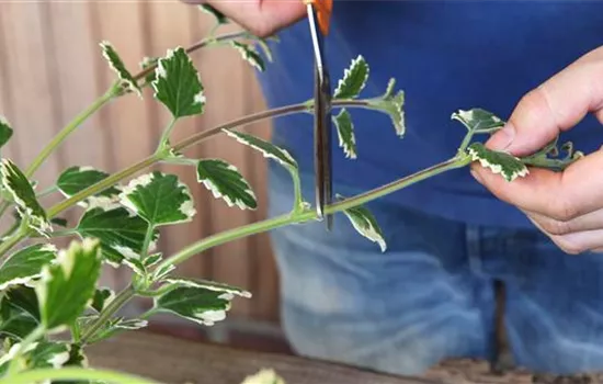 Weihrauch - Vermehren durch Stecklinge Weihrauch - Vermehren durch Stecklinge
