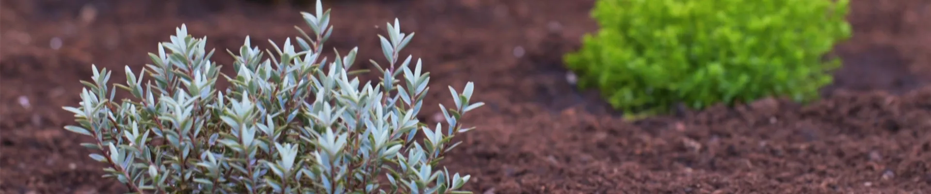 Strauchveronika - Einpflanzen imm Garten (thumbnail) Strauchveronika - Einpflanzen imm Garten (thumbnail)