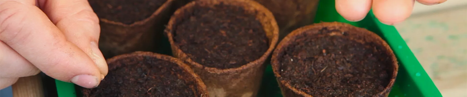 Trichterwinde - Aussäen von Samen (thumbnail) Trichterwinde - Aussäen von Samen (thumbnail)