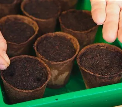 Trichterwinde - Aussäen von Samen Trichterwinde - Aussäen von Samen