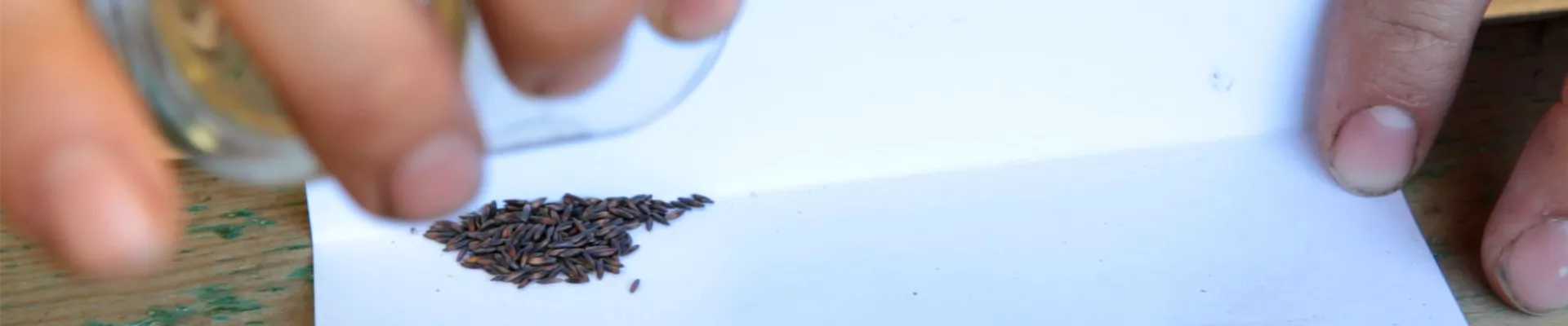 Strandnelken - Aussäen von Samen (thumbnail) Strandnelken - Aussäen von Samen (thumbnail)