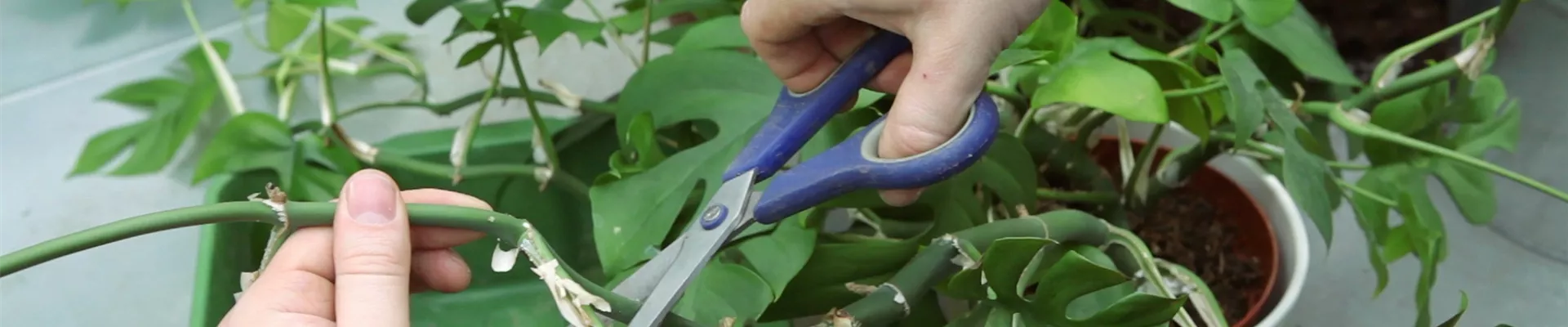 Fensterblatt - Zurückschneiden und Umtopfen (thumbnail)