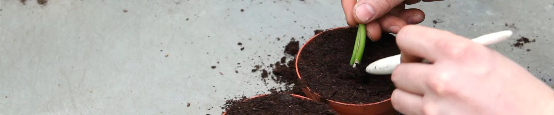 Fensterblatt - Vermehren durch Stecklinge (thumbnail)