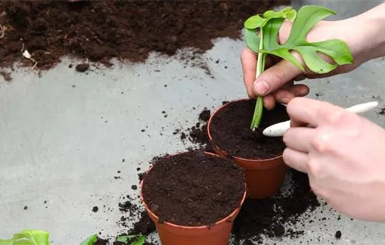 Fensterblatt - Vermehren durch Stecklinge Fensterblatt - Vermehren durch Stecklinge