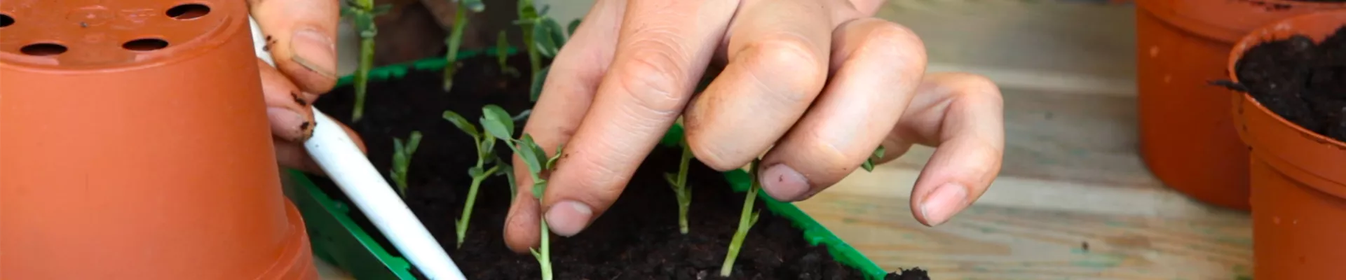 Erbsen - Pikieren (thumbnail) Erbsen - Pikieren (thumbnail)