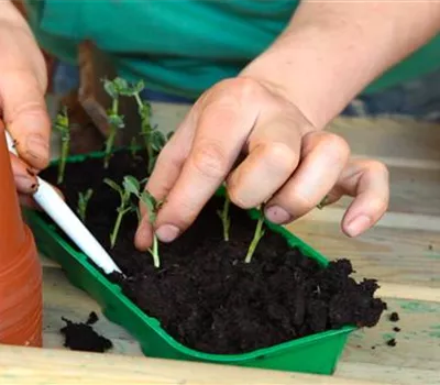Erbsen - Pikieren Erbsen - Pikieren