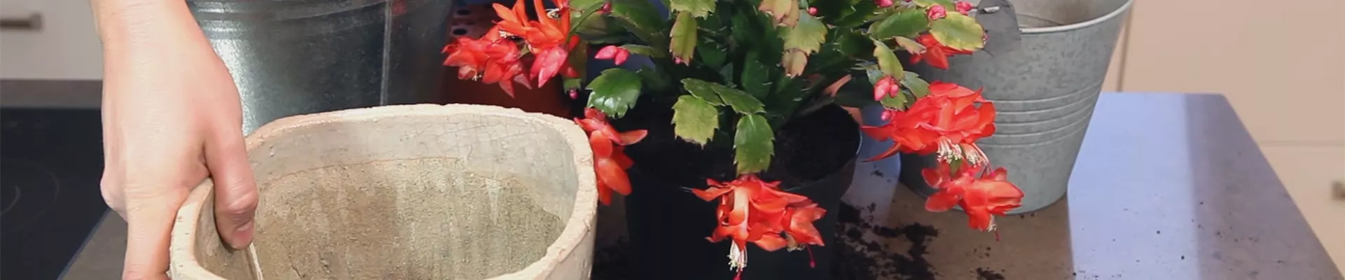 Weihnachtskaktus - Einpflanzen in ein Gefäß (thumbnail) Weihnachtskaktus - Einpflanzen in ein Gefäß (thumbnail)