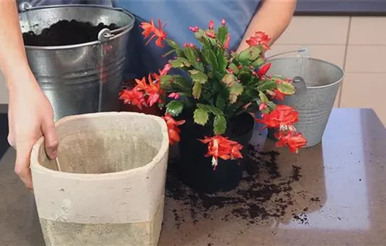 Weihnachtskaktus - Einpflanzen in ein Gefäß Weihnachtskaktus - Einpflanzen in ein Gefäß