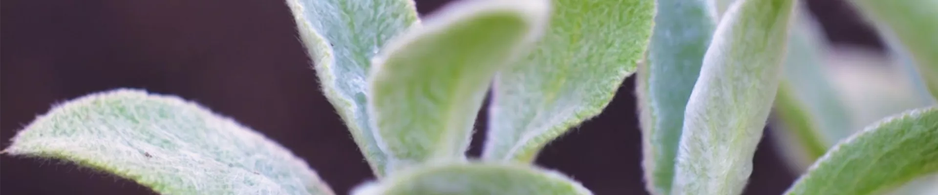 Woll-Ziest - Einpflanzen im Garten (thumbnail) Woll-Ziest - Einpflanzen im Garten (thumbnail)