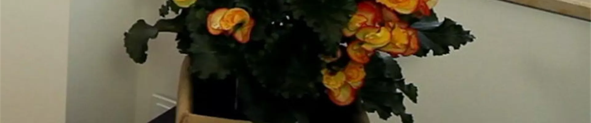 Begonie - Einpflanzen in ein Gefäß (5)