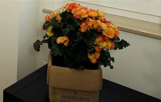 Begonie - Einpflanzen in ein Gefäß Begonie - Einpflanzen in ein Gefäß