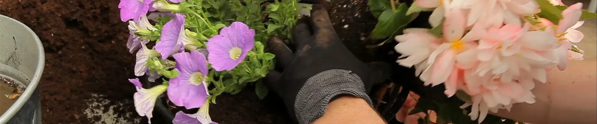 Hanging Basket - Bepflanzen (4)