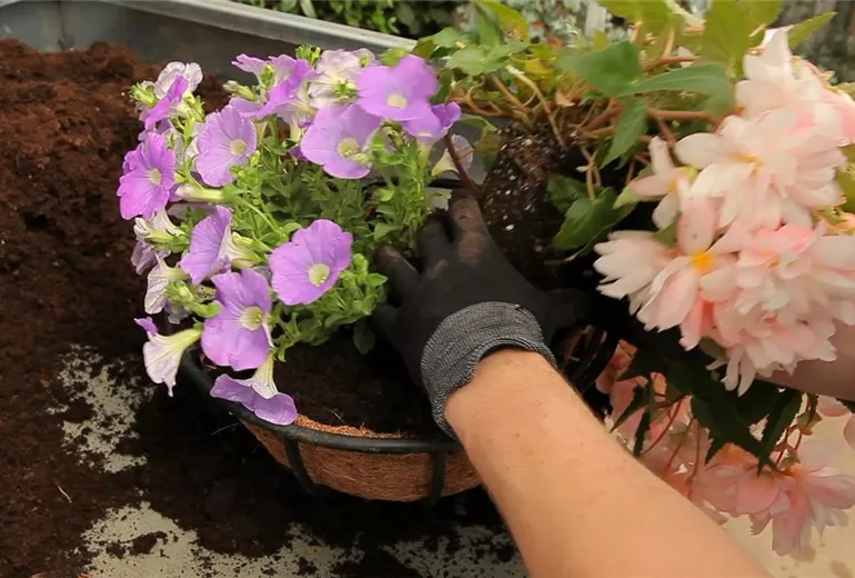 Hanging Basket - Bepflanzen (4)