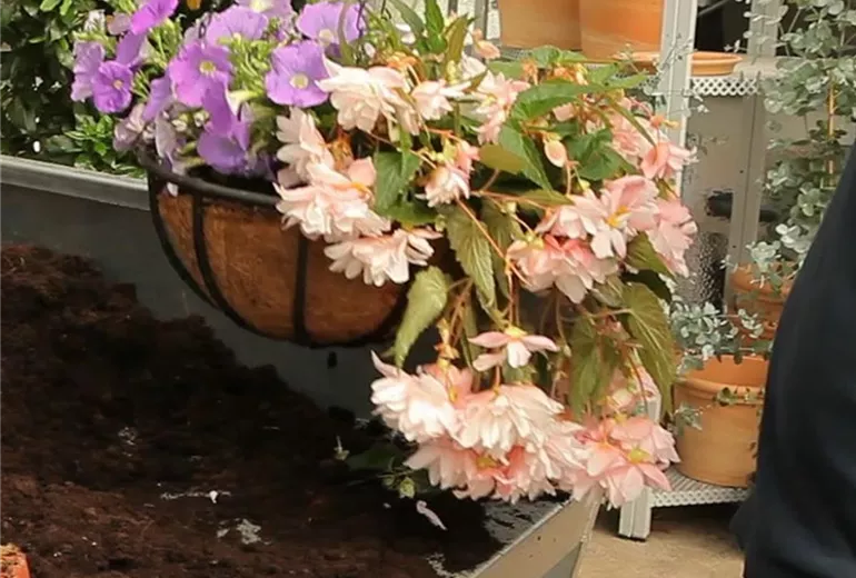 Hanging Basket - Bepflanzen (5)