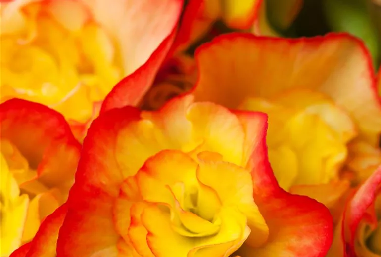 Begonia 'Diverse Deco' Begonia 'Diverse Deco'