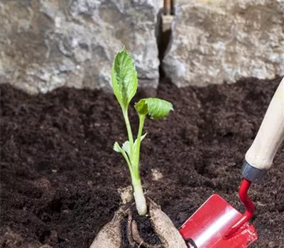 Sommerzwiebeln pflanzen Sommerzwiebeln pflanzen