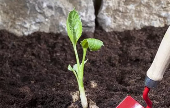 Sommerzwiebeln pflanzen Sommerzwiebeln pflanzen