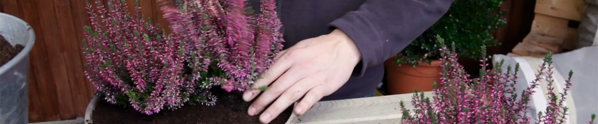 Knospenheide - Einpflanzen in ein Gefäß (5) Knospenheide - Einpflanzen in ein Gefäß (5)