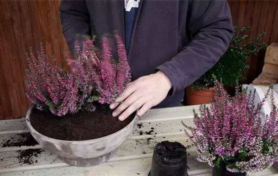 Knospenheide - Einpflanzen in ein Gefäß Knospenheide - Einpflanzen in ein Gefäß