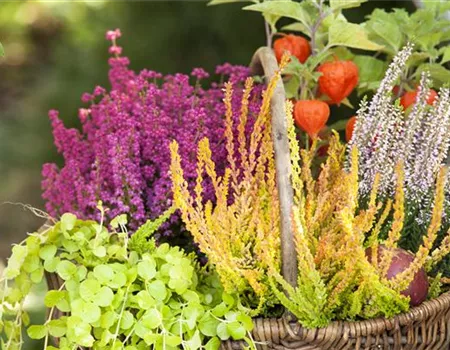 Ab in die Kiste! Herbstliche Deko mit Besenheide Ab in die Kiste! Herbstliche Deko mit Besenheide