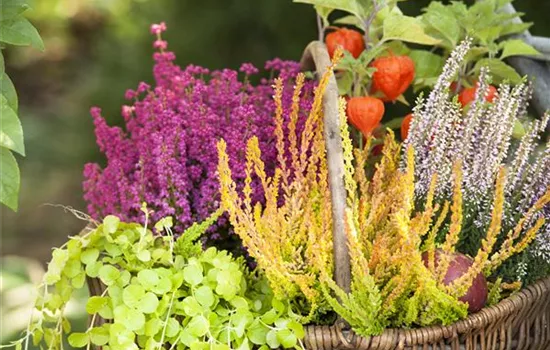Ab in die Kiste! Herbstliche Deko mit Besenheide Ab in die Kiste! Herbstliche Deko mit Besenheide