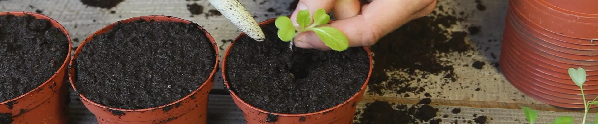 Chinakohl - Pikieren (thumbnail) Chinakohl - Pikieren (thumbnail)