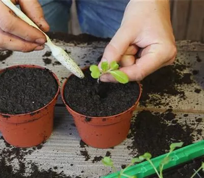 Chinakohl - Pikieren Chinakohl - Pikieren