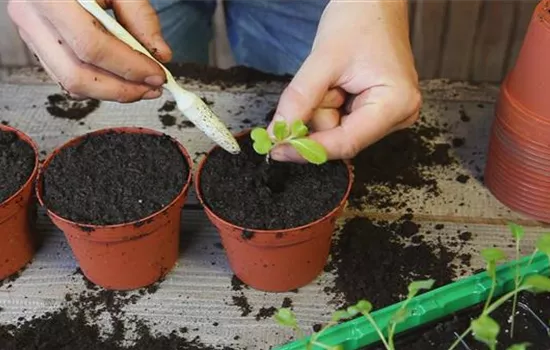 Chinakohl - Pikieren Chinakohl - Pikieren