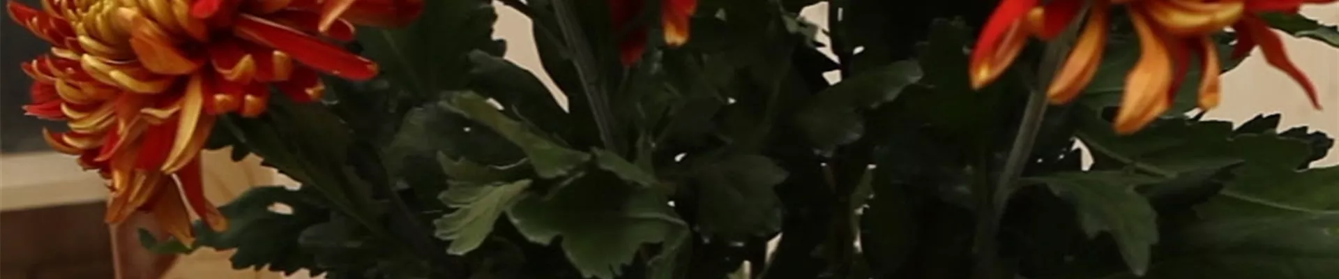 Chrysanthemen - Anschneiden für den Heimgebrauch (Anleitung - 0) Chrysanthemen - Anschneiden für den Heimgebrauch (Anleitung - 0)