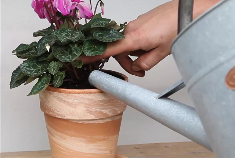 Alpenveilchen - Einpflanzen in ein Gefäß (Anleitung - 7)