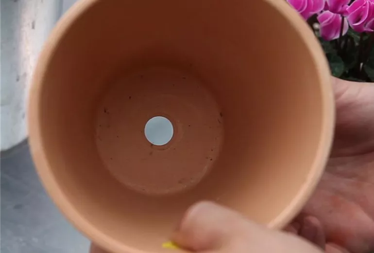 Alpenveilchen - Einpflanzen in ein Gefäß (Anleitung - 1)