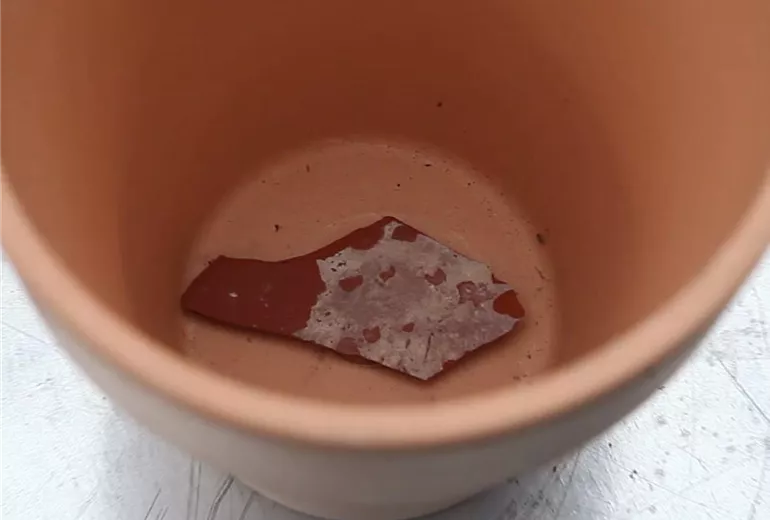 Alpenveilchen - Einpflanzen in ein Gefäß (Anleitung - 2)