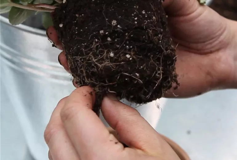 Alpenveilchen - Einpflanzen in ein Gefäß (Anleitung - 3)